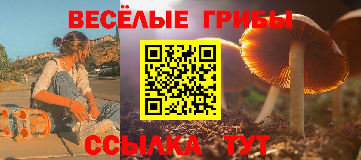 Галлюциногенные грибы Psilocybe Городец